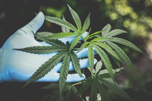 CBD and Muscle Building